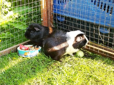 rabbits,guinea pigs,ferrets,chinchillas,hamsters,mice