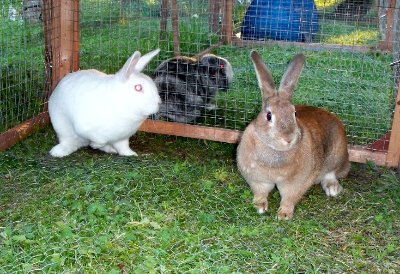 rabbits,guinea pigs,ferrets,chinchillas,hamsters,mice