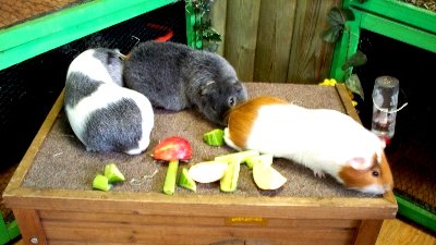 rabbits,guinea pigs,ferrets,chinchillas,hamsters,mice