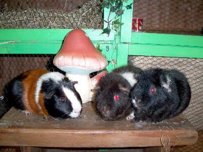 rabbits,guinea pigs,ferrets,chinchillas,hamsters,mice