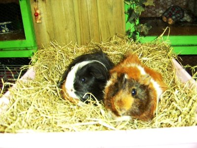 rabbits,guinea pigs,ferrets,chinchillas,hamsters,mice