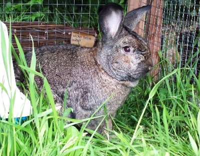 rabbits,guinea pigs,ferrets,chinchillas,hamsters,mice