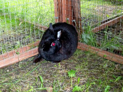 rabbits,guinea pigs,ferrets,chinchillas,hamsters,mice