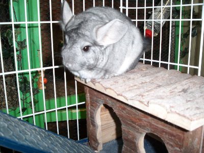 rabbits,guinea pigs,ferrets,chinchillas,hamsters,mice