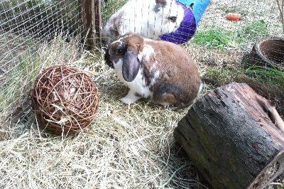 rabbits,guinea pigs,ferrets,chinchillas,hamsters,mice