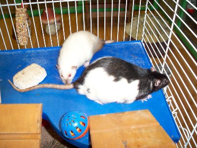 rabbits,guinea pigs,ferrets,chinchillas,hamsters,mice