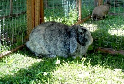 rabbits,guinea pigs,ferrets,chinchillas,hamsters,mice