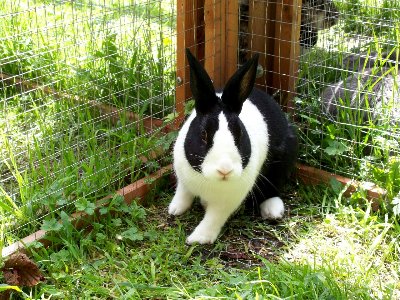 rabbits,guinea pigs,ferrets,chinchillas,hamsters,mice