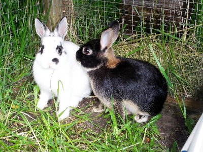 rabbits,guinea pigs,ferrets,chinchillas,hamsters,mice