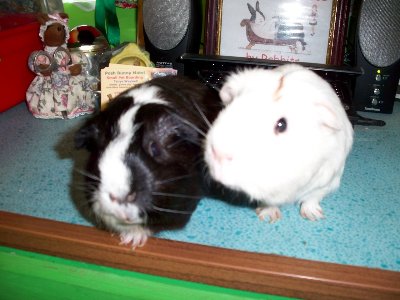 rabbits,guinea pigs,ferrets,chinchillas,hamsters,mice