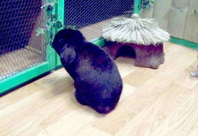 rabbits,guinea pigs,ferrets,chinchillas,hamsters,mice