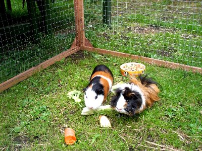 rabbits,guinea pigs,ferrets,chinchillas,hamsters,mice