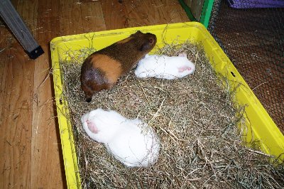 rabbits,guinea pigs,ferrets,chinchillas,hamsters,mice