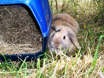rabbits,guinea pigs,ferrets,chinchillas,hamsters,mice