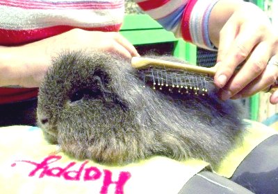 rabbits,guinea pigs,ferrets,chinchillas,hamsters,mice