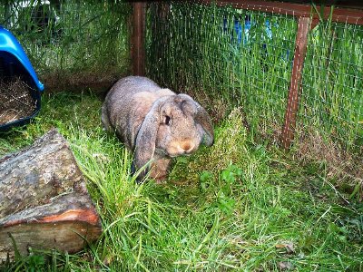 rabbits,guinea pigs,ferrets,chinchillas,hamsters,mice