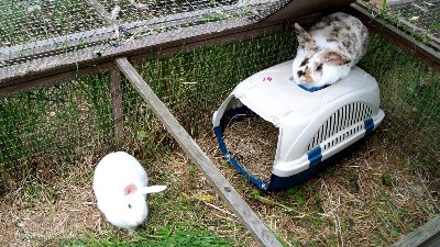 rabbits,guinea pigs,ferrets,chinchillas,hamsters,mice