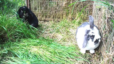 rabbits,guinea pigs,ferrets,chinchillas,hamsters,mice