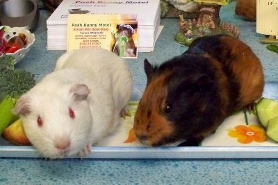 rabbits,guinea pigs,ferrets,chinchillas,hamsters,mice