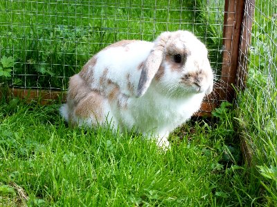 rabbits,guinea pigs,ferrets,chinchillas,hamsters,mice