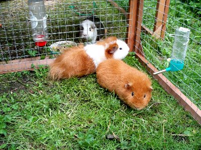 rabbits,guinea pigs,ferrets,chinchillas,hamsters,mice