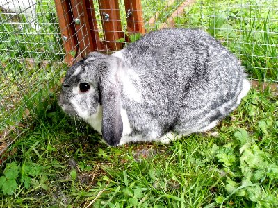 rabbits,guinea pigs,ferrets,chinchillas,hamsters,mice