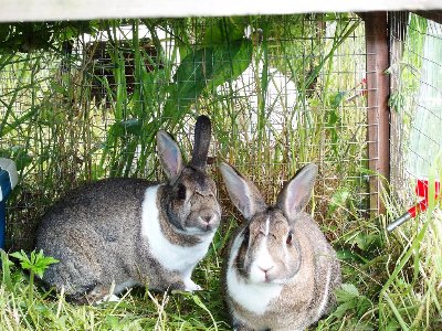 rabbits,guinea pigs,ferrets,chinchillas,hamsters,mice