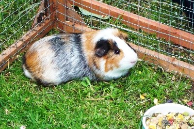 rabbits,guinea pigs,ferrets,chinchillas,hamsters,mice
