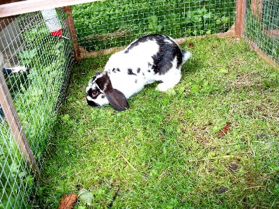rabbits,guinea pigs,ferrets,chinchillas,hamsters,mice