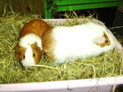 rabbits,guinea pigs,ferrets,chinchillas,hamsters,mice