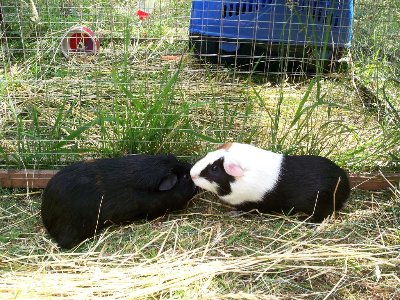rabbits,guinea pigs,ferrets,chinchillas,hamsters,mice