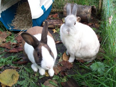 rabbits,guinea pigs,ferrets,chinchillas,hamsters,mice