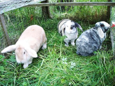 rabbits,guinea pigs,ferrets,chinchillas,hamsters,mice