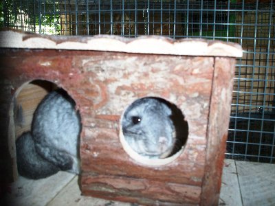 rabbits,guinea pigs,ferrets,chinchillas,hamsters,mice