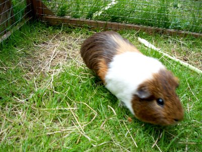rabbits,guinea pigs,ferrets,chinchillas,hamsters,mice