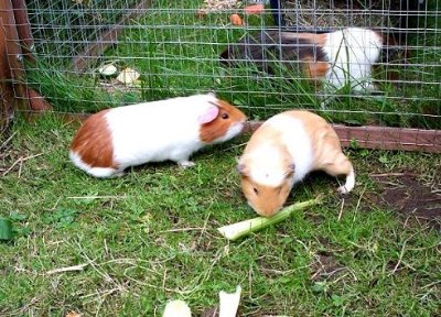 rabbits,guinea pigs,ferrets,chinchillas,hamsters,mice