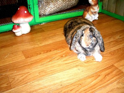 rabbits,guinea pigs,ferrets,chinchillas,hamsters,mice