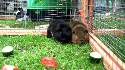 rabbits,guinea pigs,ferrets,chinchillas,hamsters,mice