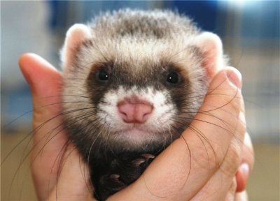 rabbits,guinea pigs,ferrets,chinchillas,hamsters,mice