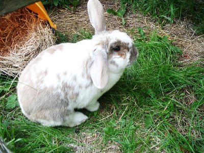 rabbits,guinea pigs,ferrets,chinchillas,hamsters,mice