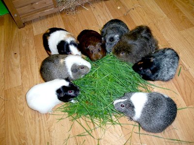 rabbits,guinea pigs,ferrets,chinchillas,hamsters,mice