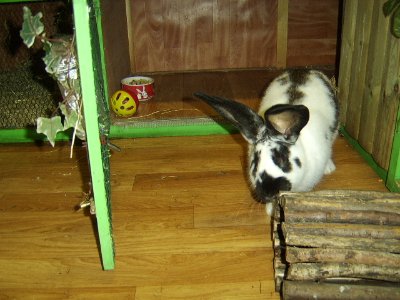 rabbits,guinea pigs,ferrets,chinchillas,hamsters,mice