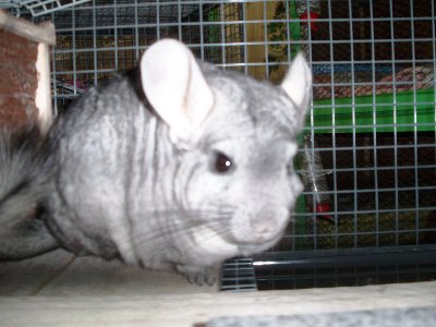 rabbits,guinea pigs,ferrets,chinchillas,hamsters,mice