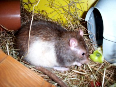 rabbits,guinea pigs,ferrets,chinchillas,hamsters,mice