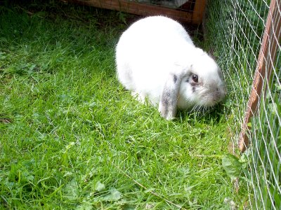 rabbits,guinea pigs,ferrets,chinchillas,hamsters,mice
