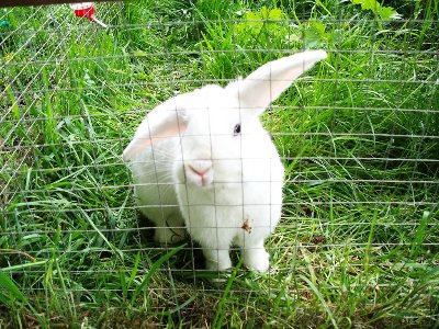 rabbits,guinea pigs,ferrets,chinchillas,hamsters,mice