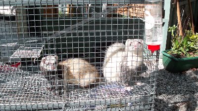 rabbits,guinea pigs,ferrets,chinchillas,hamsters,mice