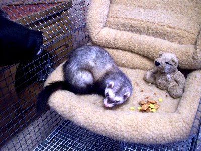 rabbits,guinea pigs,ferrets,chinchillas,hamsters,mice