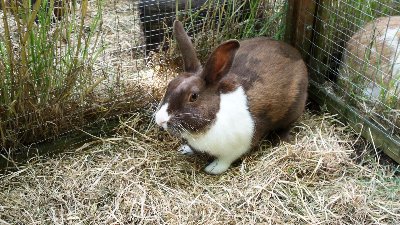 rabbits,guinea pigs,ferrets,chinchillas,hamsters,mice