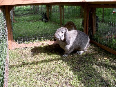 rabbits,guinea pigs,ferrets,chinchillas,hamsters,mice